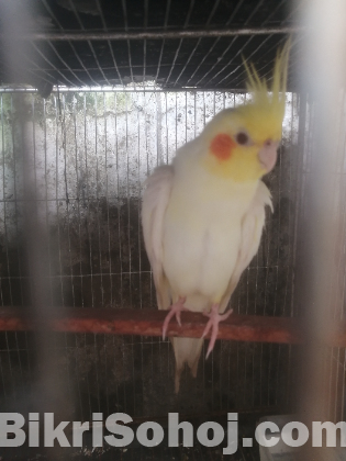 ককাটেল পাখি